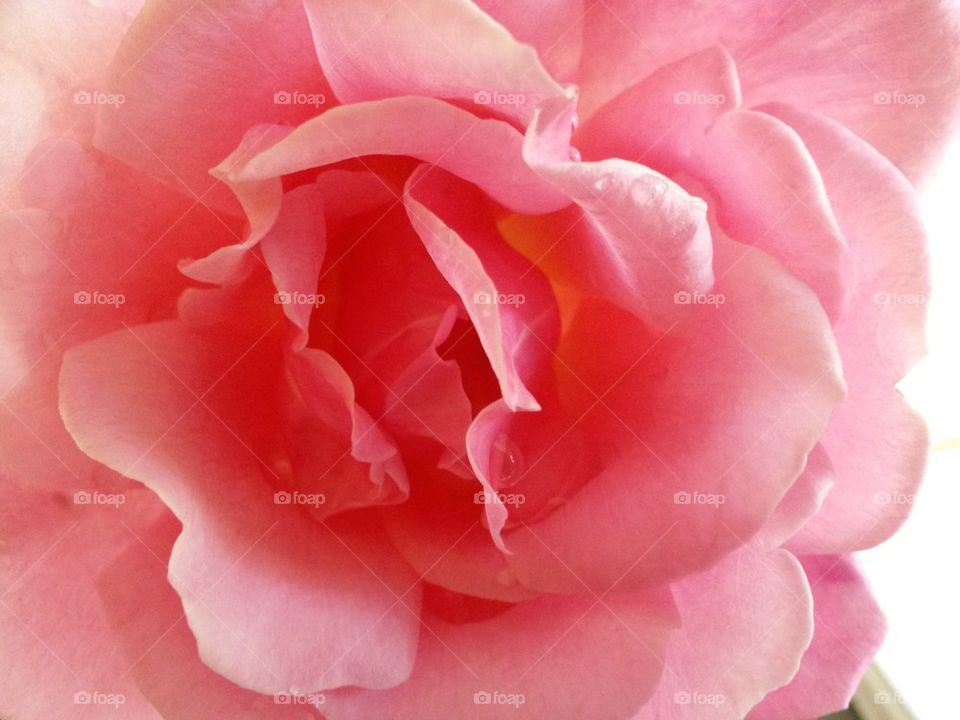 Rose from garden