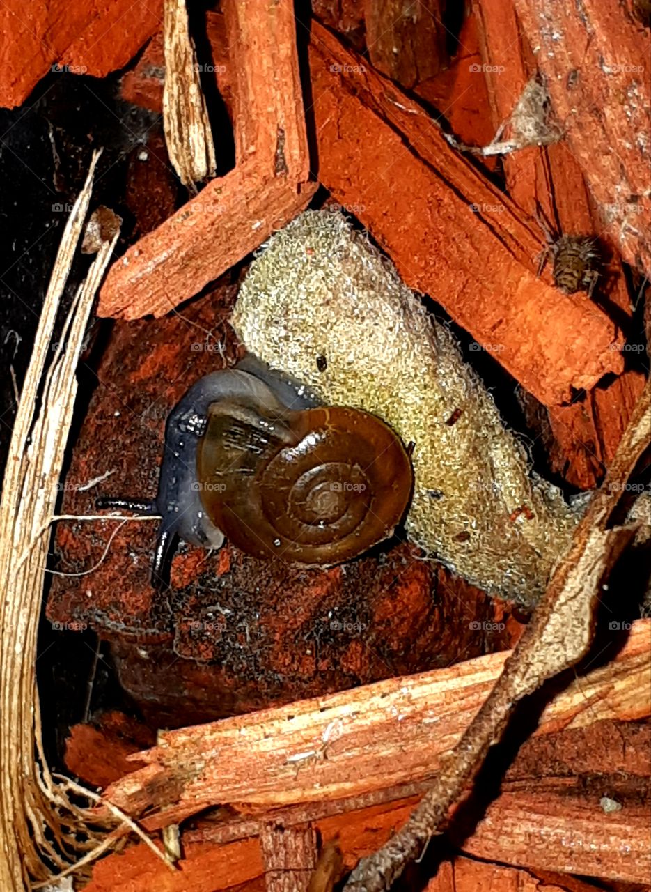 Snail Nightlife