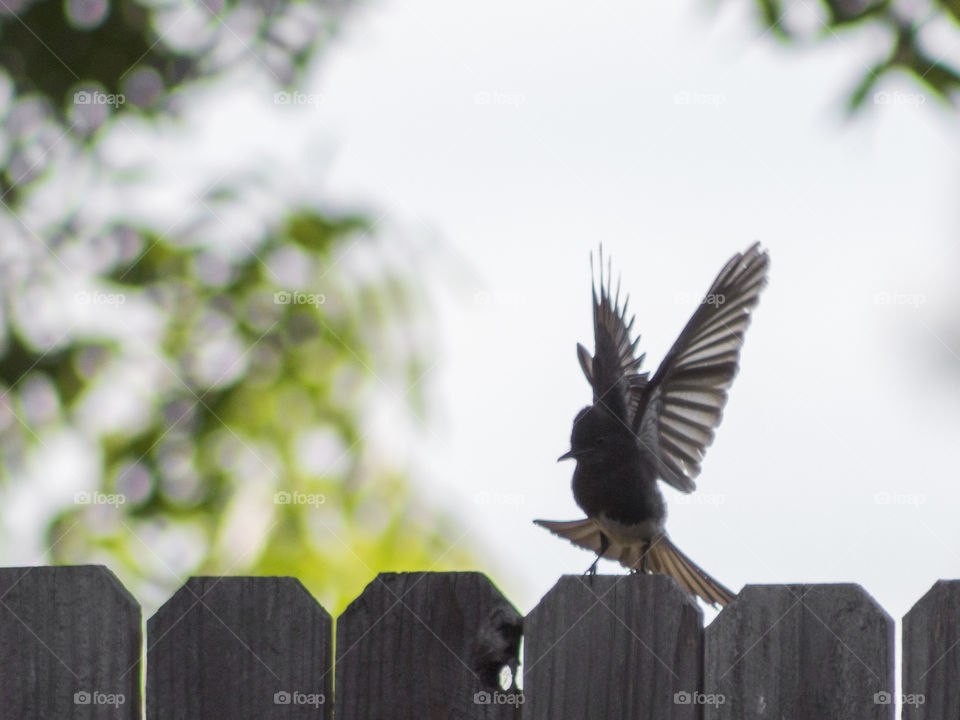 Black Phoebe landing on a fence in a Northern California backyard