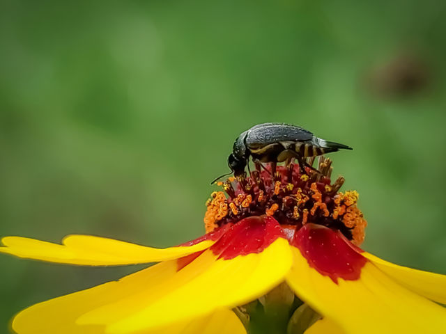 Close up of a tiny black insect feeding on the nectar of a small red and yellow wild coreopsis flower.