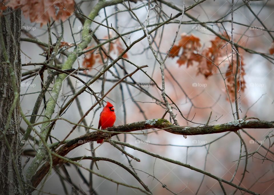 A Cardinal in the tree