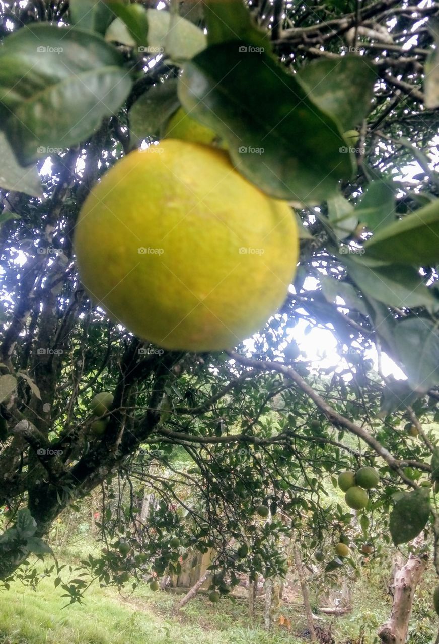 tree of citrus