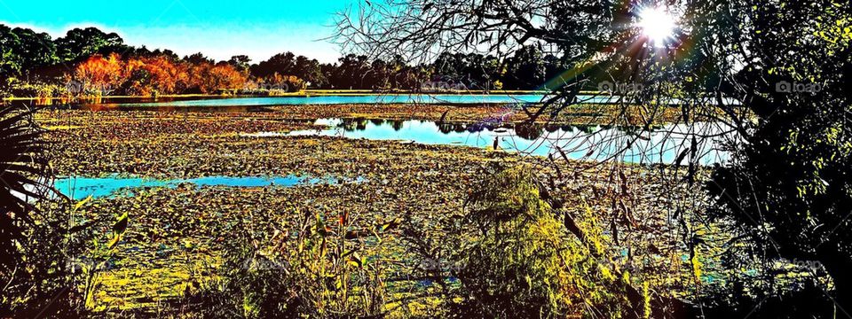 Wetland conservation