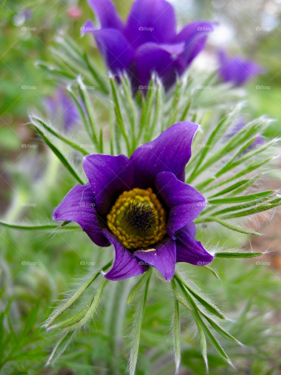 Pasqueflower