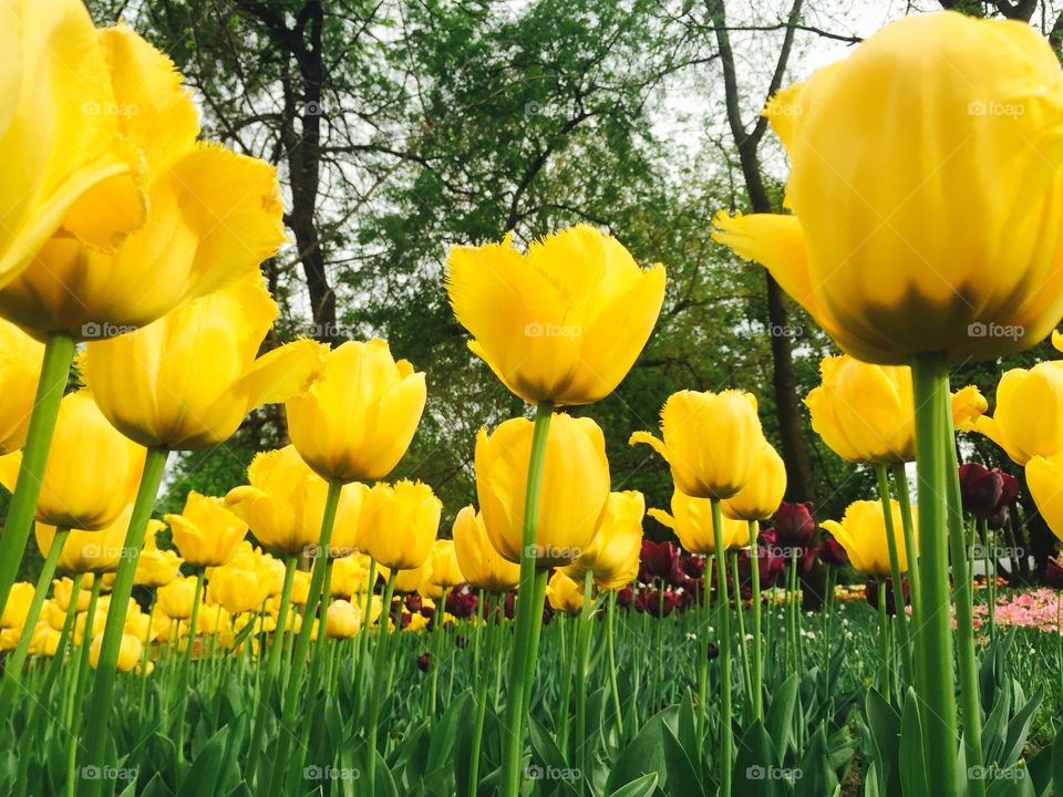 Pretty Yellow tulips