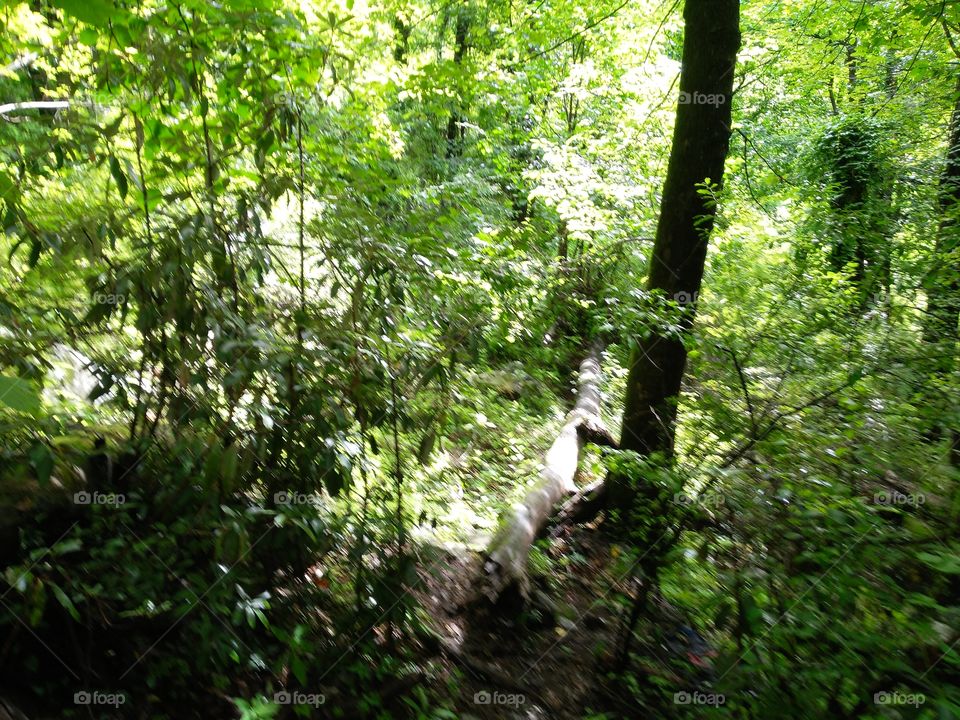 bright green forest