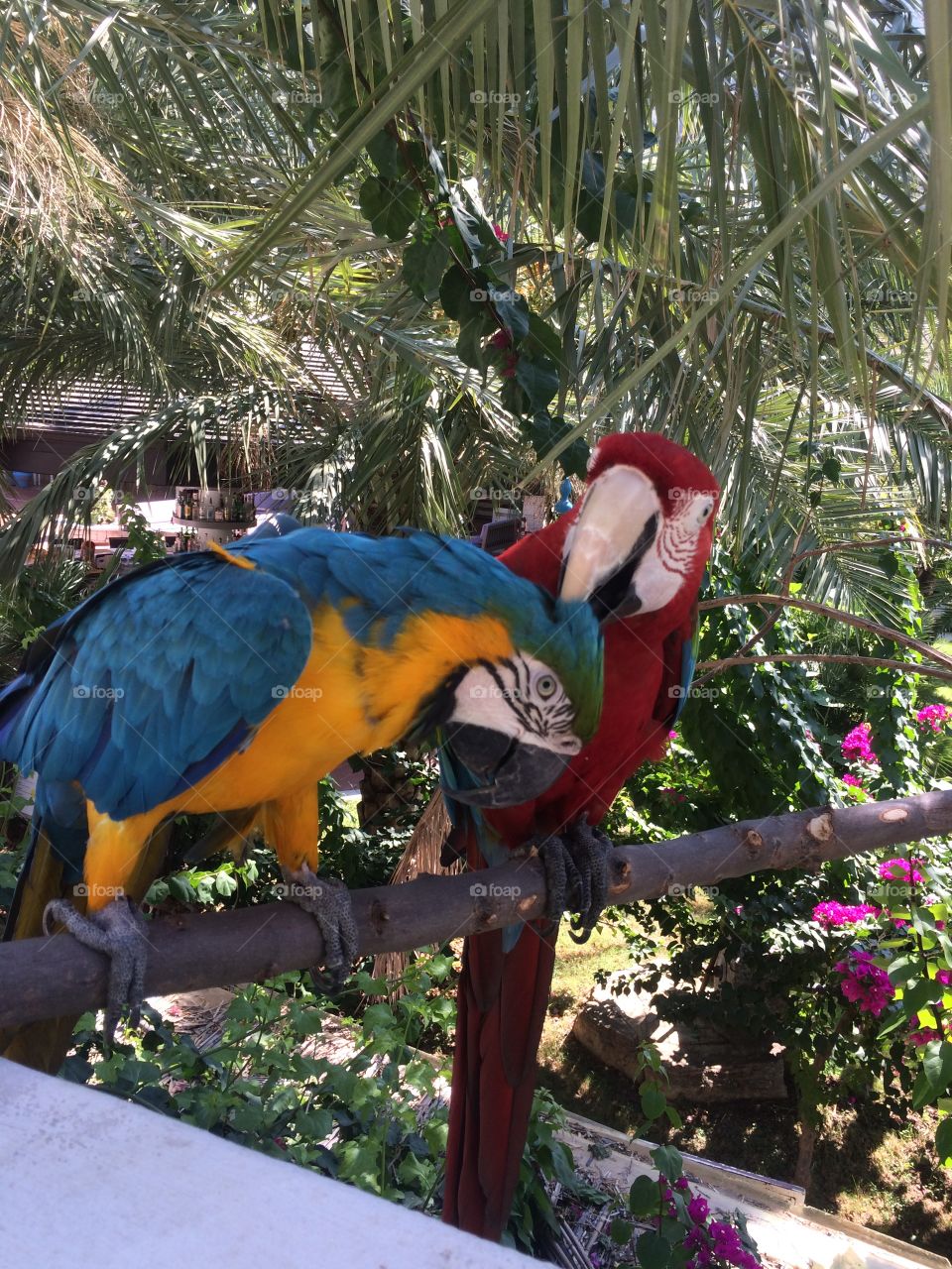 Tropical, Parrot, Bird, Exotic, Outdoors
