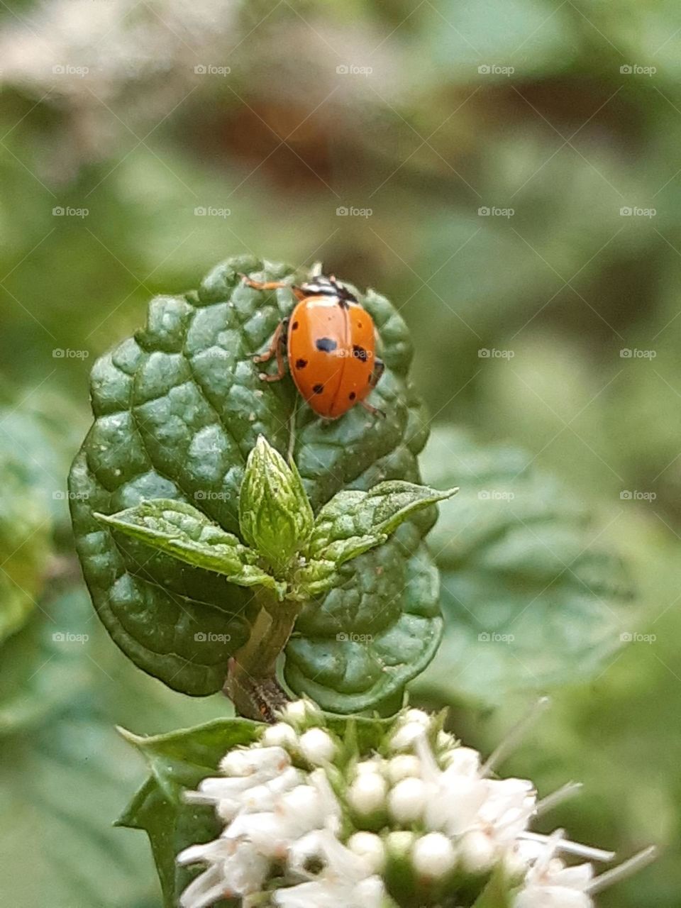 Ladybug is a cute and amazing insect.