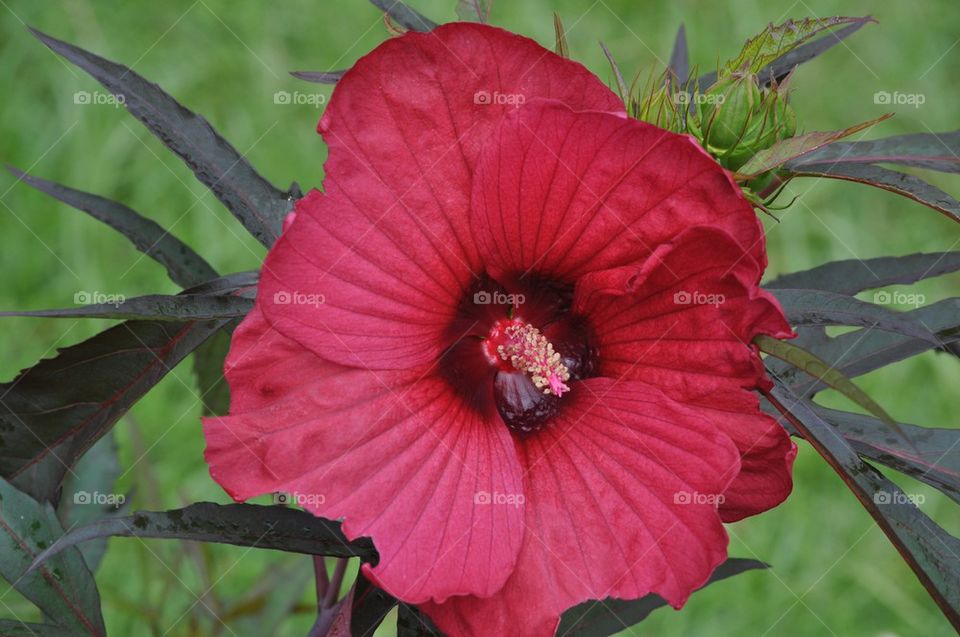 Red flower