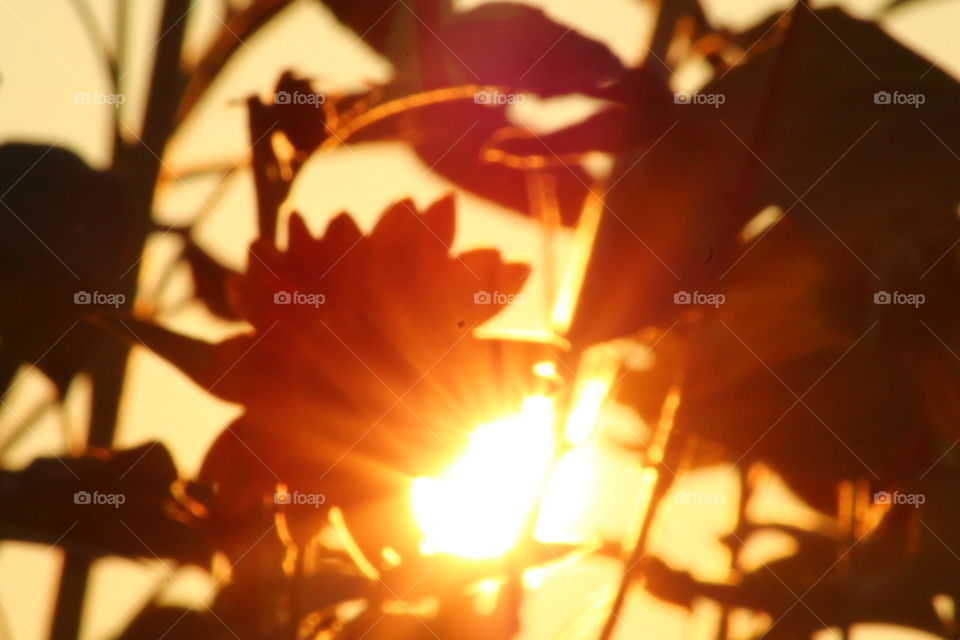 Sun winks through silhouette of sunsets sunflowers