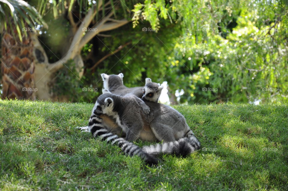 Lemurs 