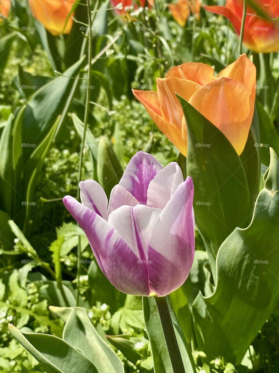 A purple and an orange tulip