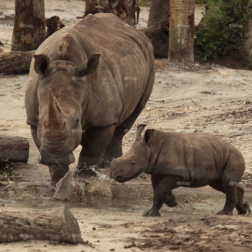 2 month old rhinoceros 