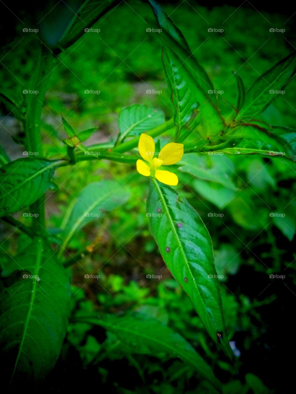 A tiny yellow flower