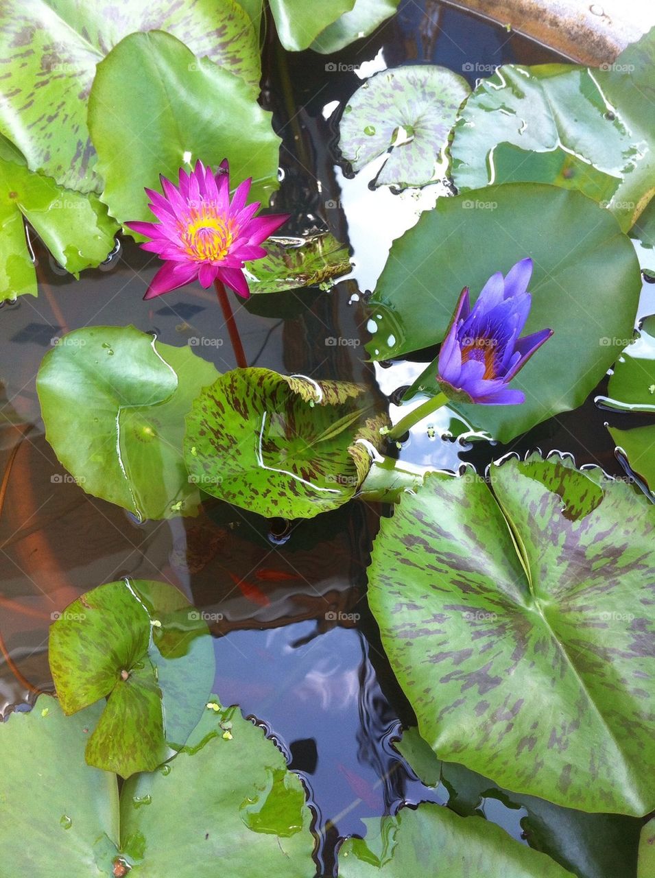 Lotus flowers