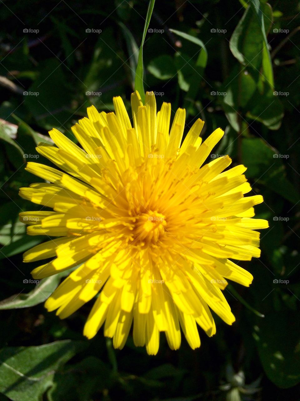 Dandelion Yellow. It's a dandelion and it's yellow !!!