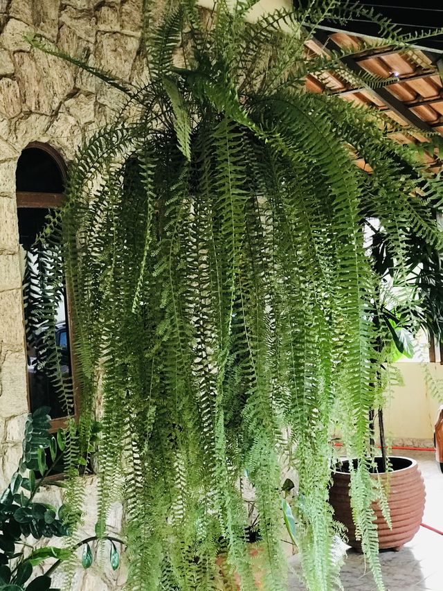 Portrait of a Plant