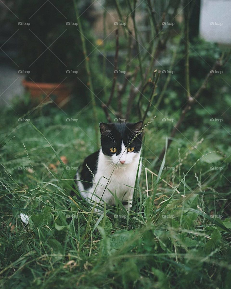 Cat, Kitten, Cute, Pet, Animal