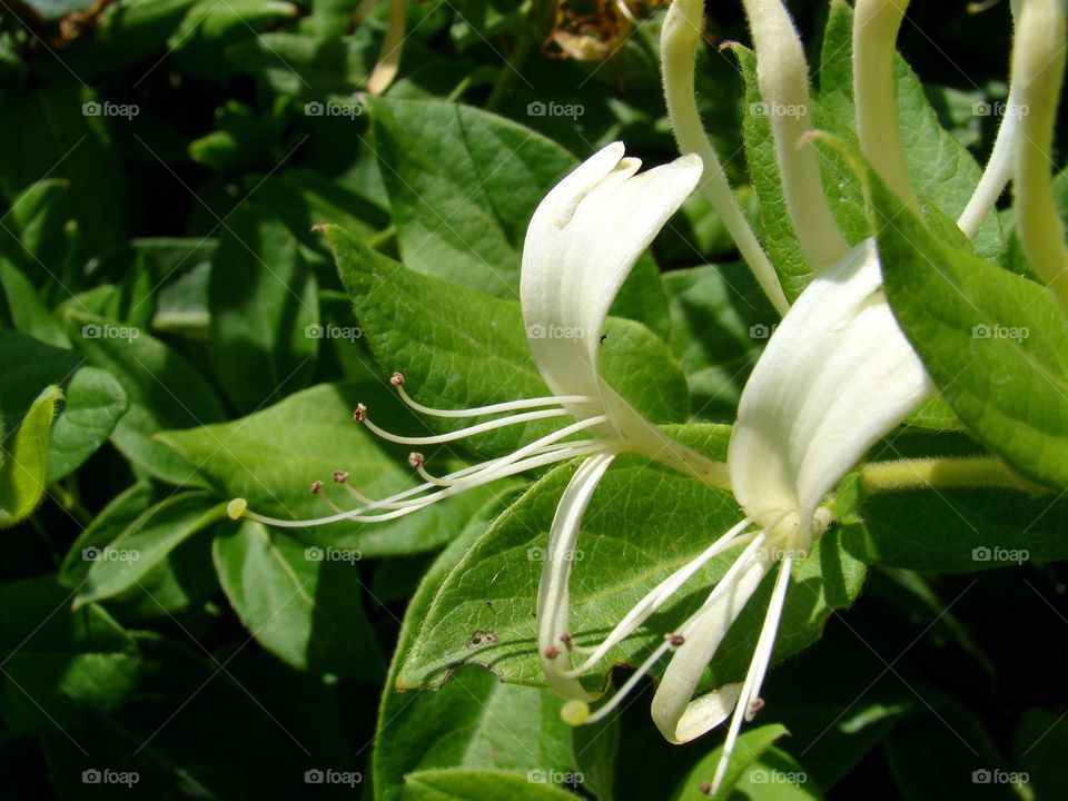 Honeysuckle 