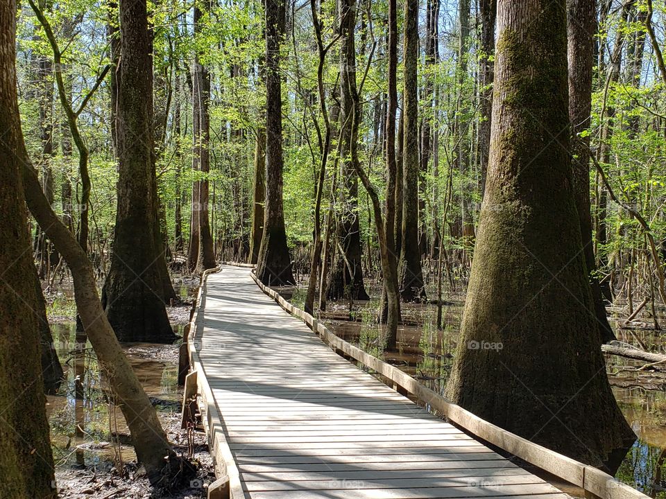 Congaree marsh