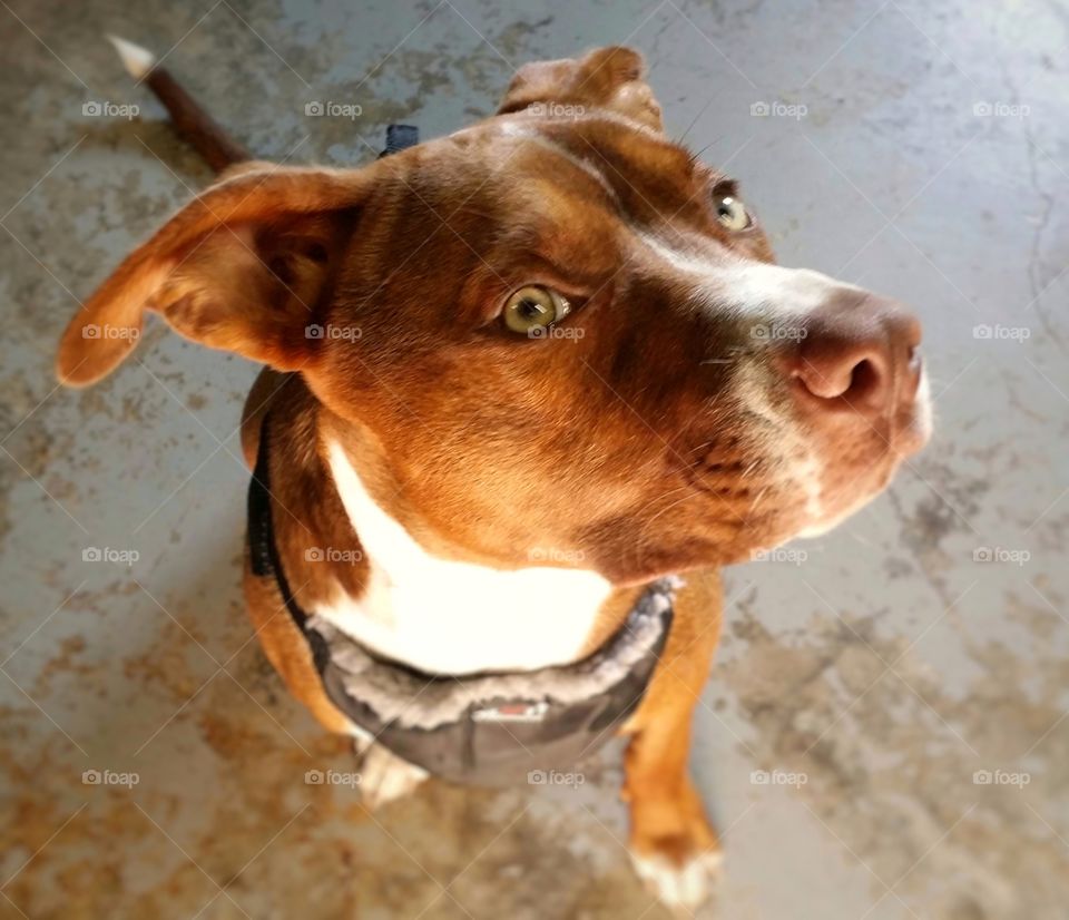 A sweet Catahoula pit bull terrier mix 7 month old puppy dog looking up with green eyes and a sweet look on her face wearing a harness sitting on a concrete floor