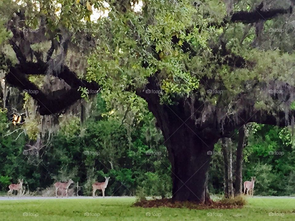 Family of deer by old tree 