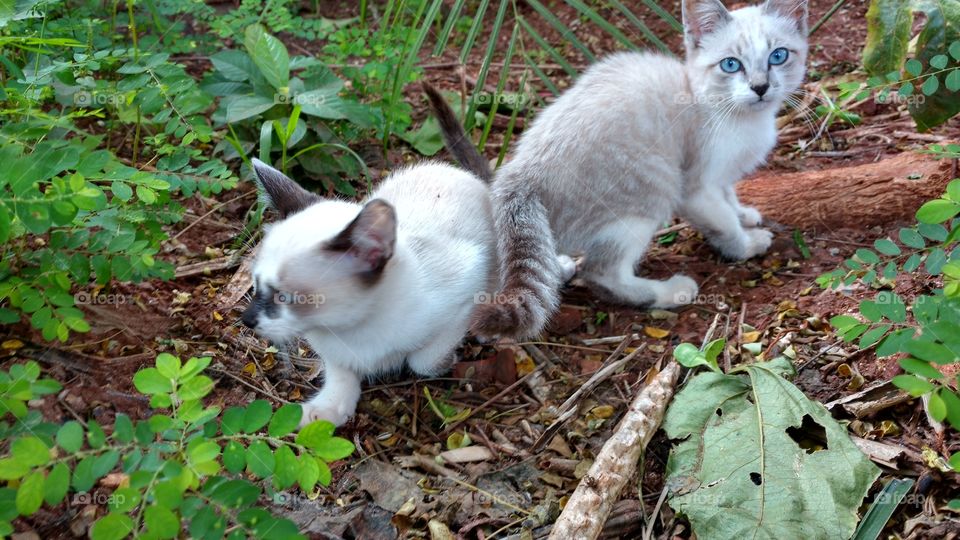 Olha os gatinhos. Que filhotes de gatos... bonitinhos!
