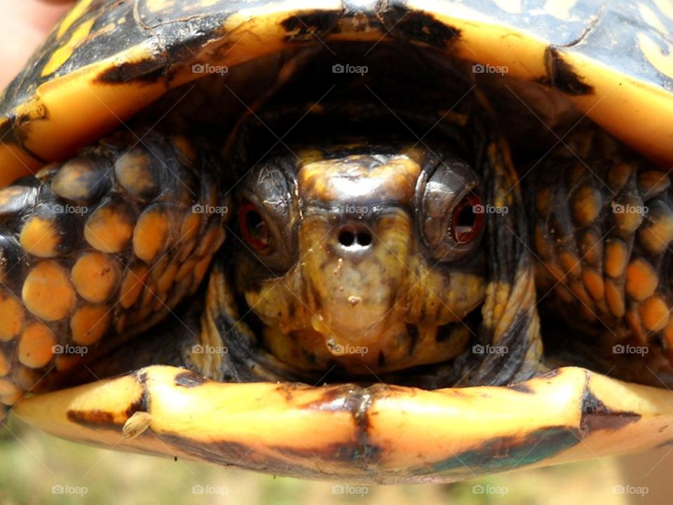 George. George the Turtle close up