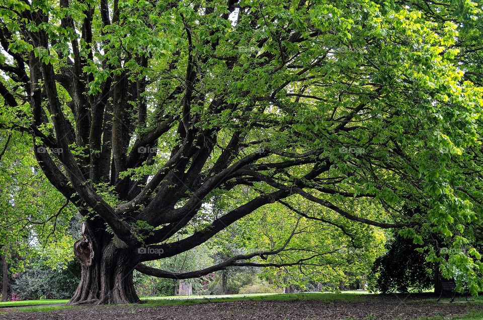 Christchurch forest 