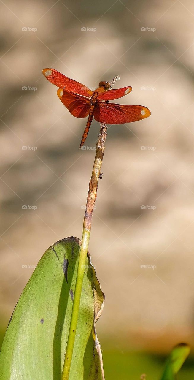 red dragonflies