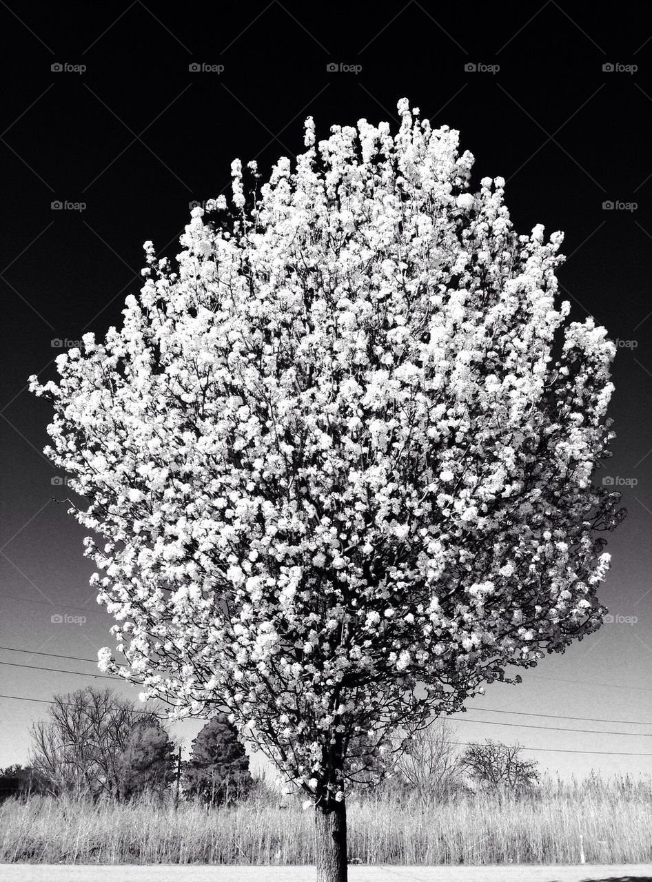 White Flowering Tree