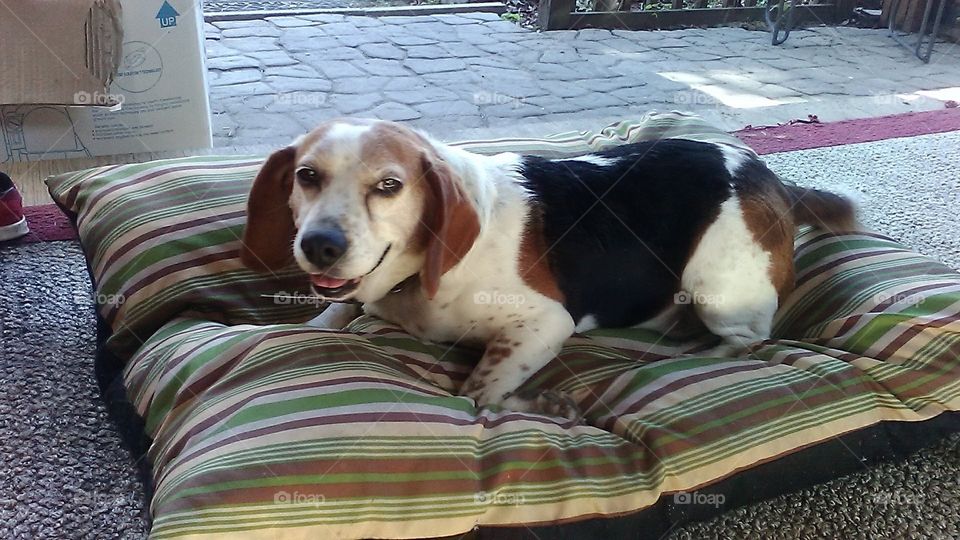 Old Beagle Taking an Afternoon Rest