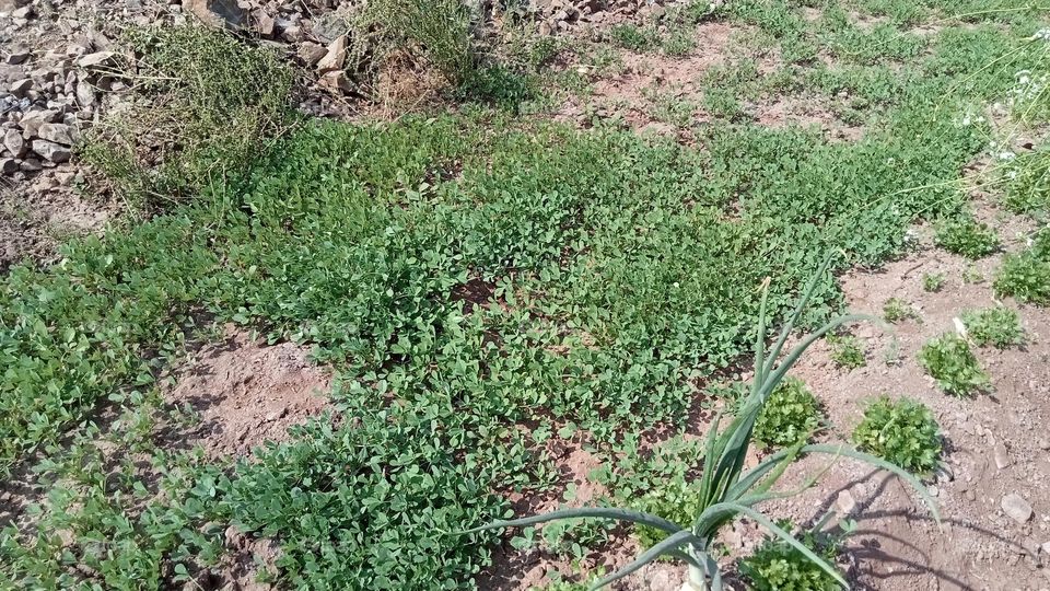 Such a beautiful and healthy Fenugreek