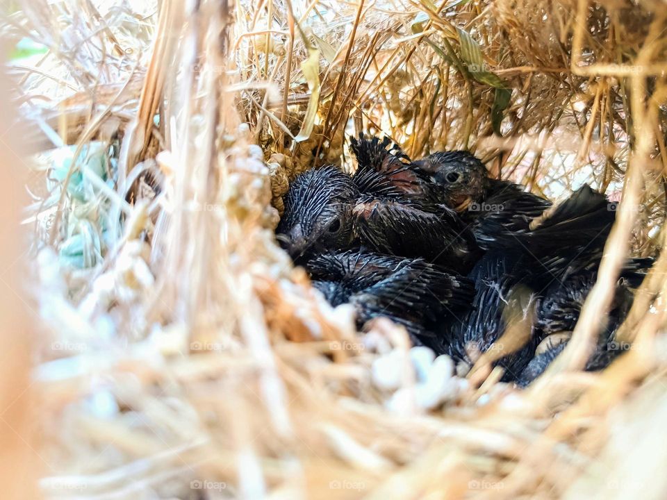 New born baby birds in nest.Close view of black color young birds in a nest.wild life of birds