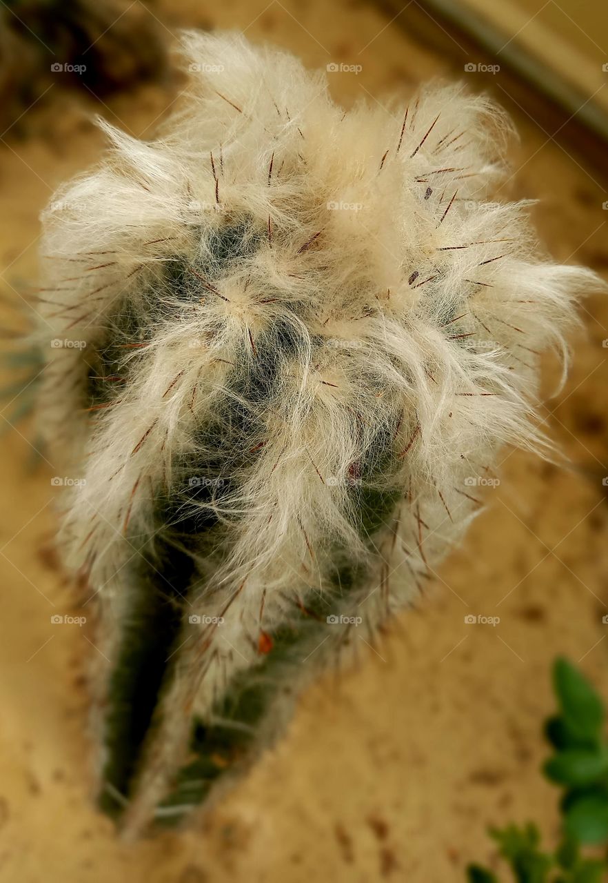 hairy cactus