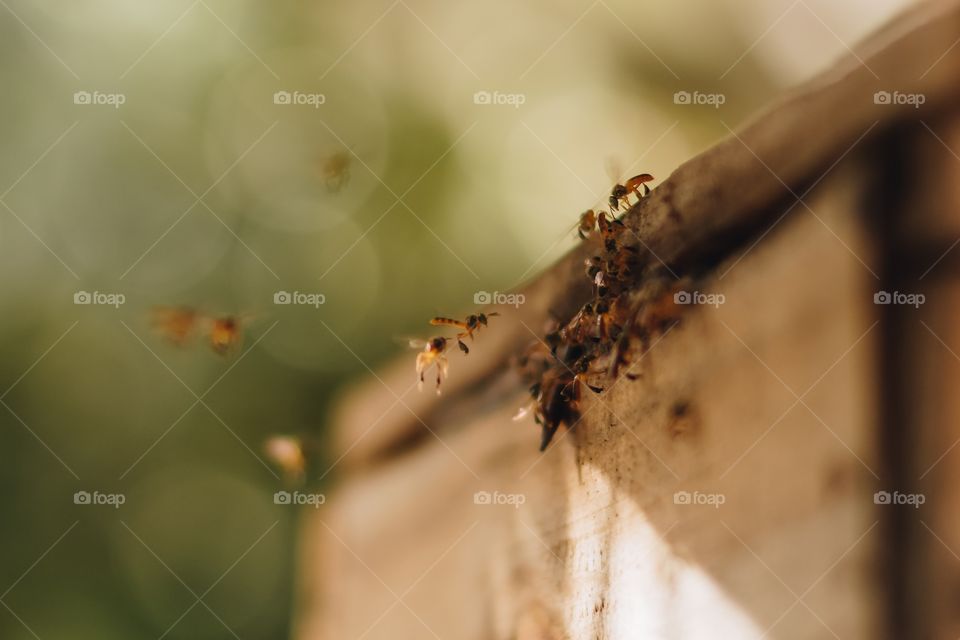 bees flying in the garden