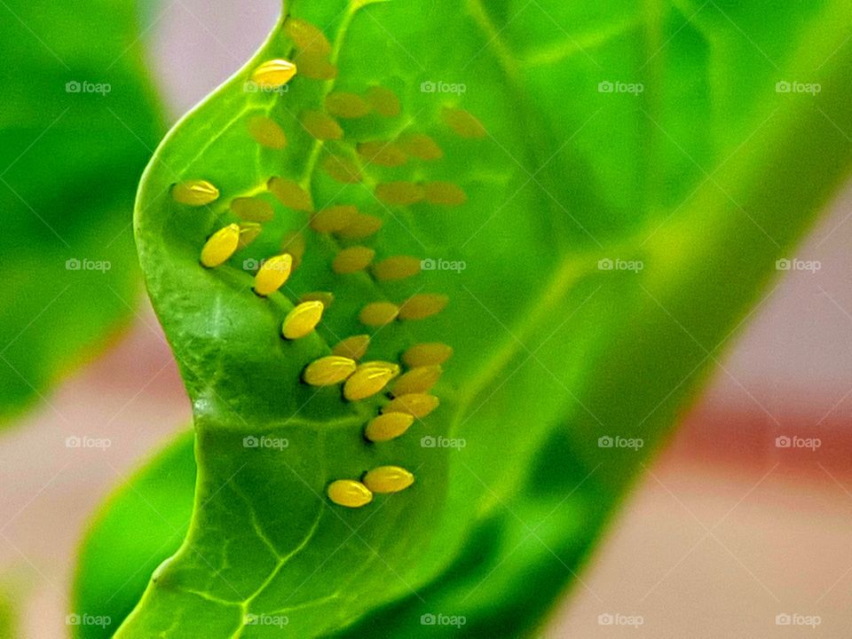 Butterfly eggs