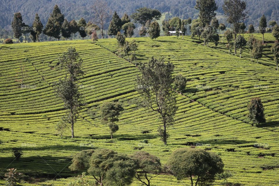 tea plantation