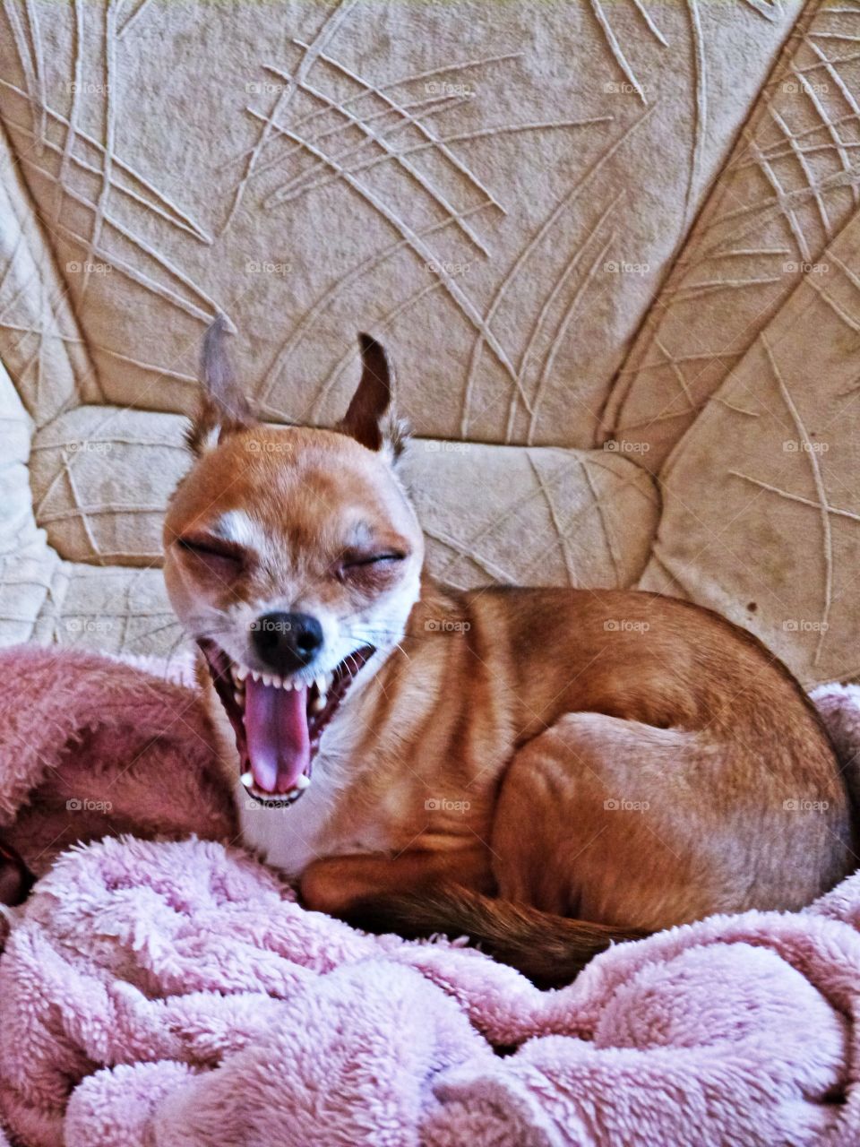 Funny laughing chihuahua
