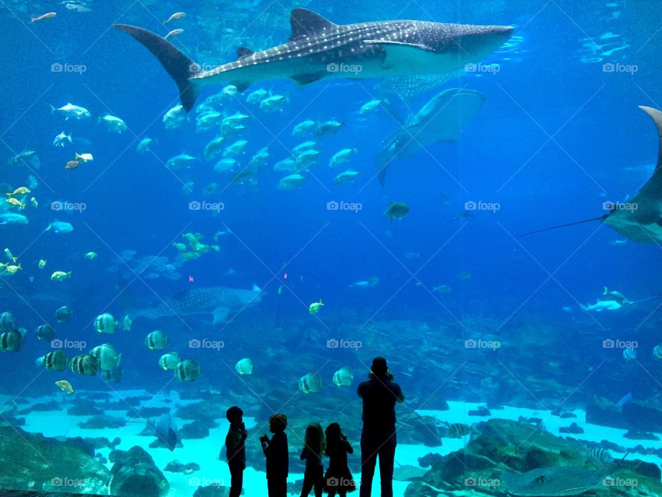 I love the aquarium. No matter how many times I go I find it so fascinating. But one of the things I love more, is seeing children and families going out and exploring the world. Enjoying something so special, as much as I enjoy it. And this photo captures that feeling.