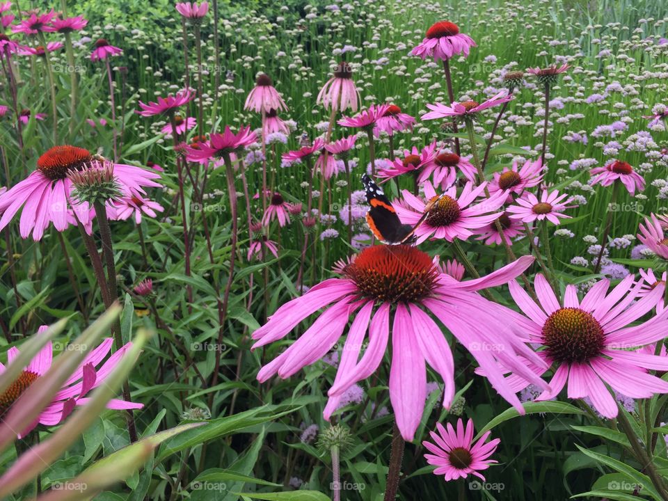 Butterfly on Purple Coneflower. In Chicago, IL.