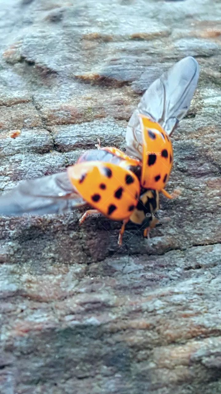 Lady bug