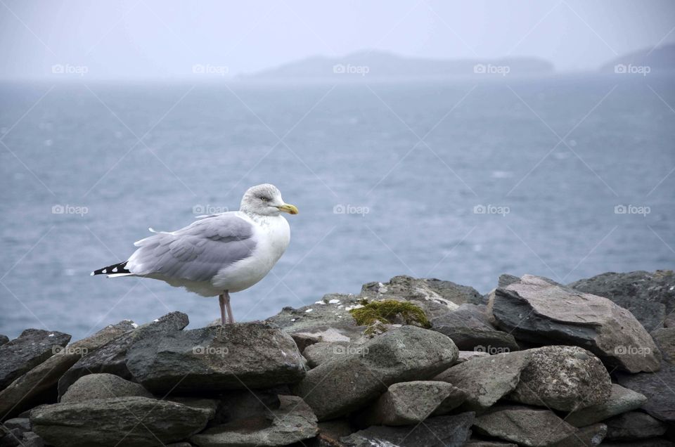 A lone seagull perched on a rock wall, waiting!!