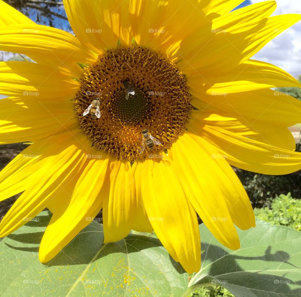 Sunflower and bees