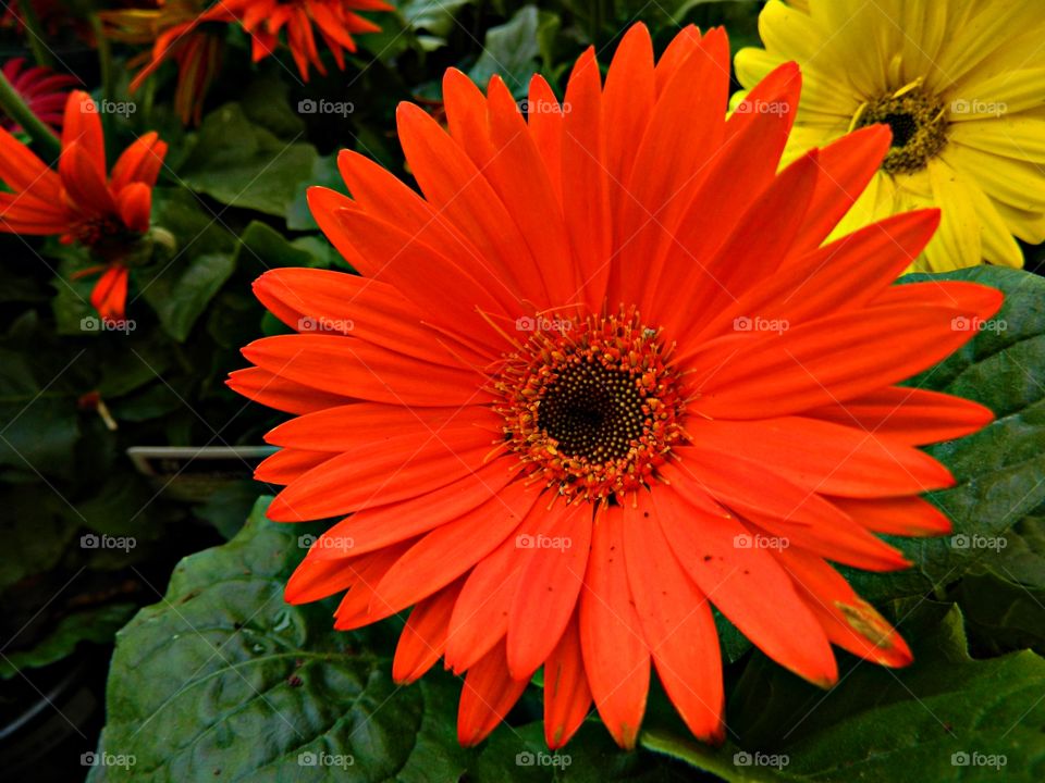  Plants around us - Colorful Gerbera Daisy have large flowering heads that closely resemble those of sunflowers, gerbera daisies come in a vibrant rainbow of colors.