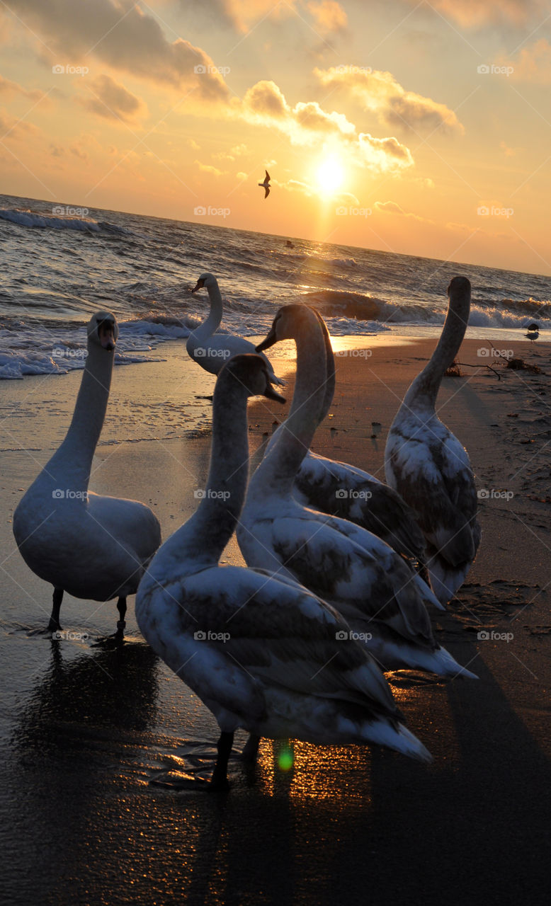 Sunset, Dawn, Bird, Water, No Person