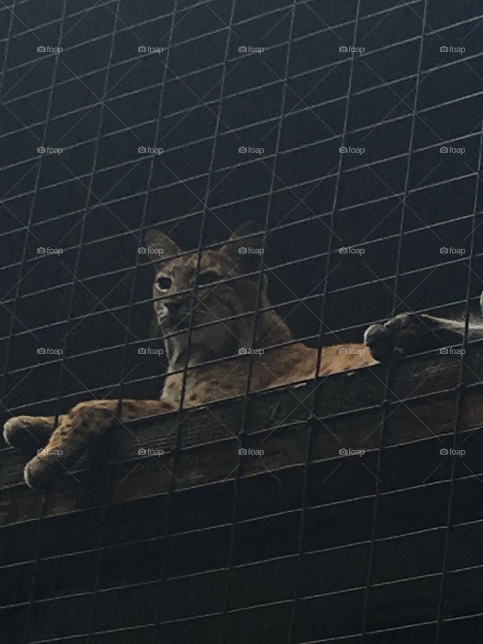 Cat, Mammal, No Person, One, Desktop