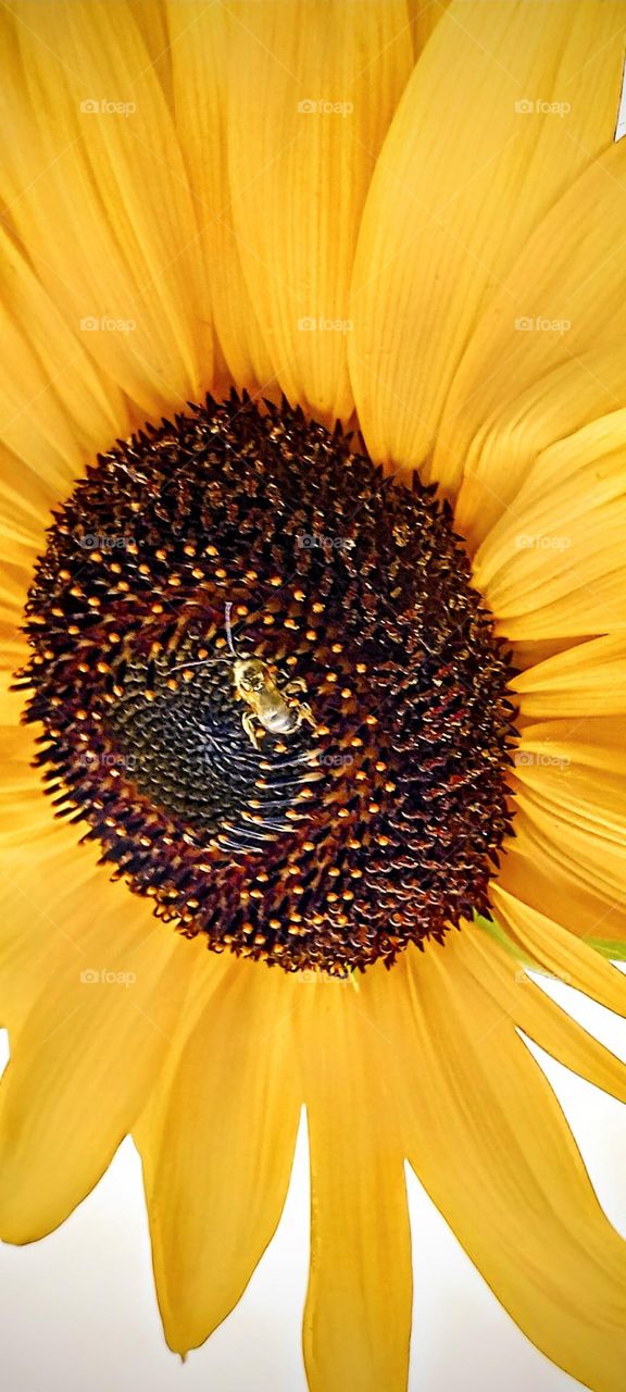 Macro Photography of Sunflower