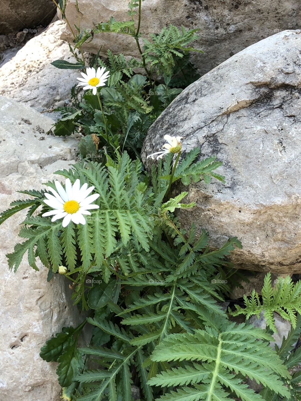 Flowers in Spearfish Canyon