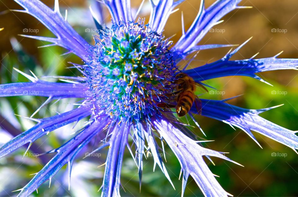 Purple Sunburst Bee